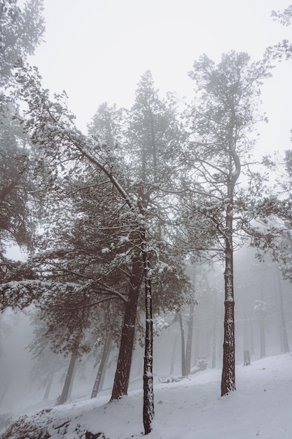 Árbol con nieve en la montaña en temporada de invierno