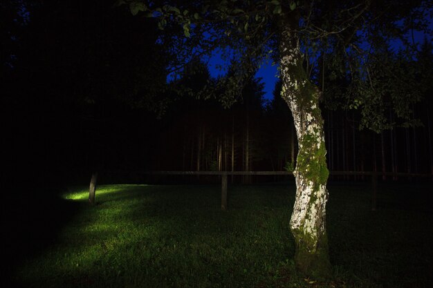 Árbol en la noche