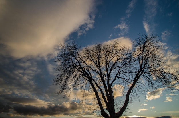 Árbol y nubes al atardecer