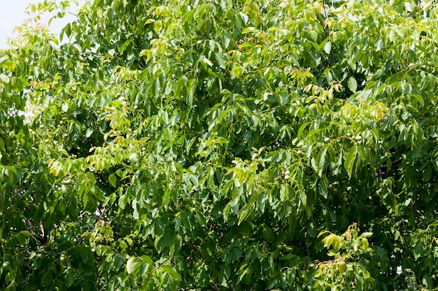 Árbol con nueces verdes en cultivo de nueces