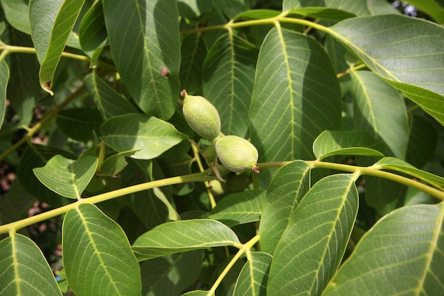 Árbol de nueces