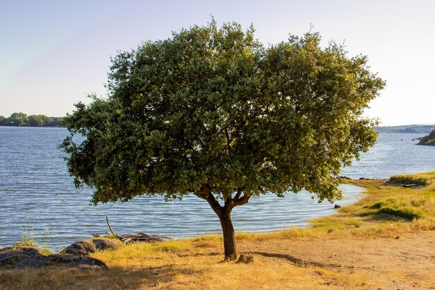 Árbol en la orilla de un lago interior.