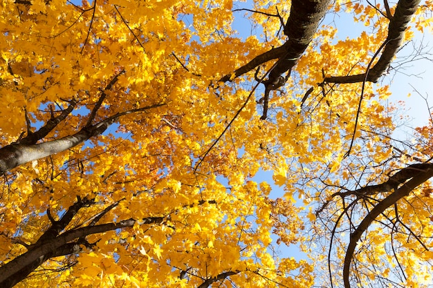 Árbol otoñal con follaje amarillo