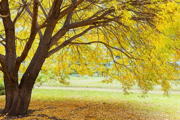 Árbol de otoño amarillo. Paisaje de otoño con árbol de sauce.