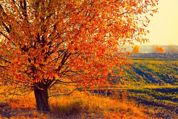 Árbol de otoño en el campo al atardecer