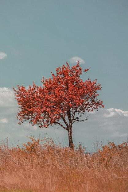 Árbol de otoño en el campo contra el cielo