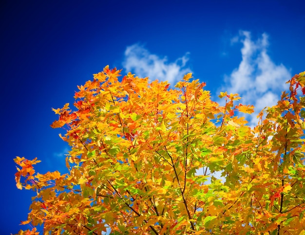 Árbol de otoño de colores