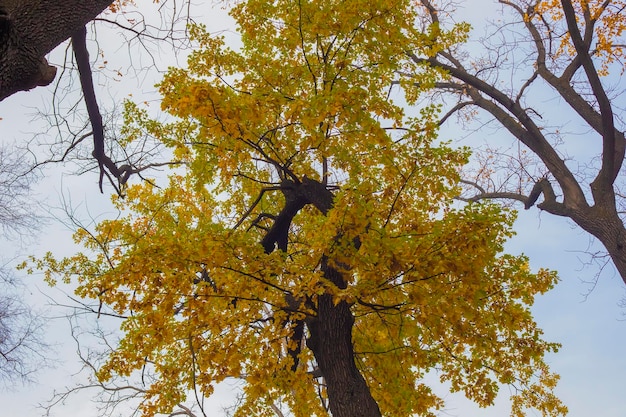 Árbol de otoño de hoja amarilla en el parque de la ciudad