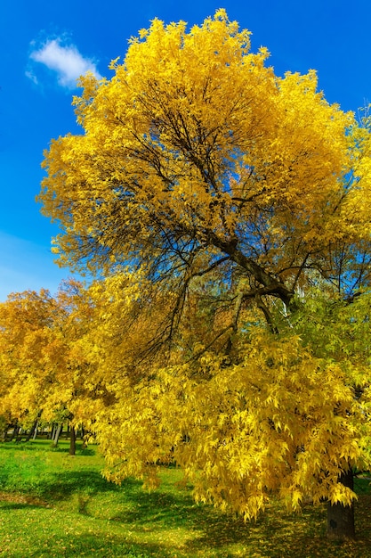 Árbol de otoño con hojas amarillas en el parque contra el cielo azul