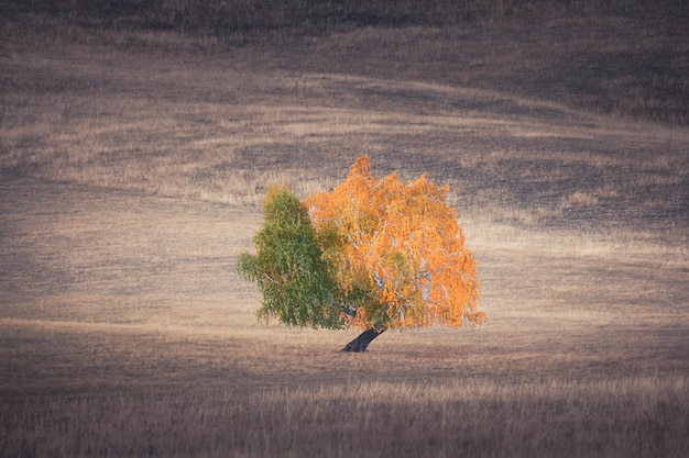 Árbol de otoño con hojas amarillas y verdes en la colina con hierba seca