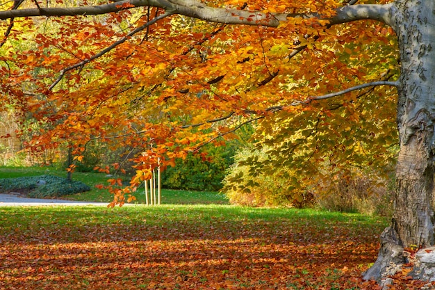 Árbol de otoño con hojas doradas en un día soleado