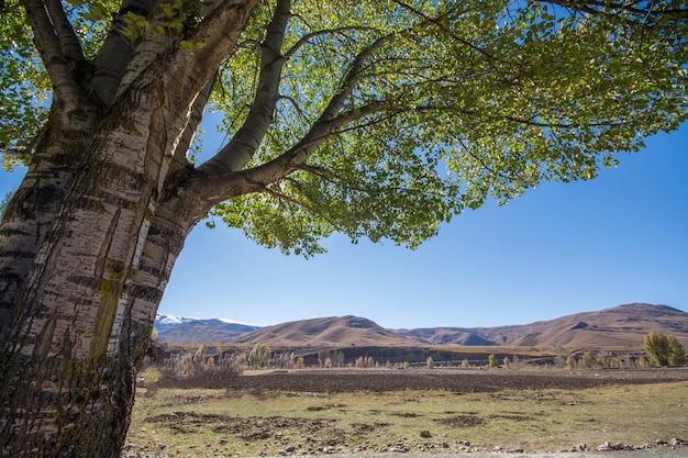 Árbol en otoño y montañas con fondo de cielo azul