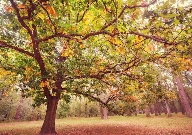 Árbol de otoño en el parque de la ciudad