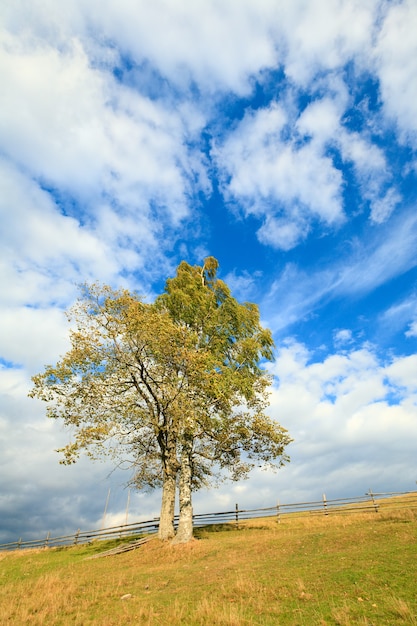 Árbol de otoño solitario en el cielo con algunos cirros de fondo.