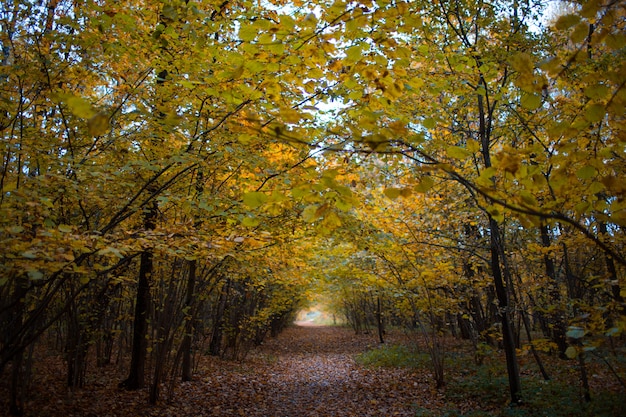 Árbol de otoño