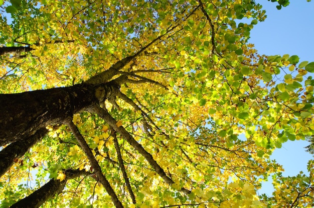 Árbol de otoño