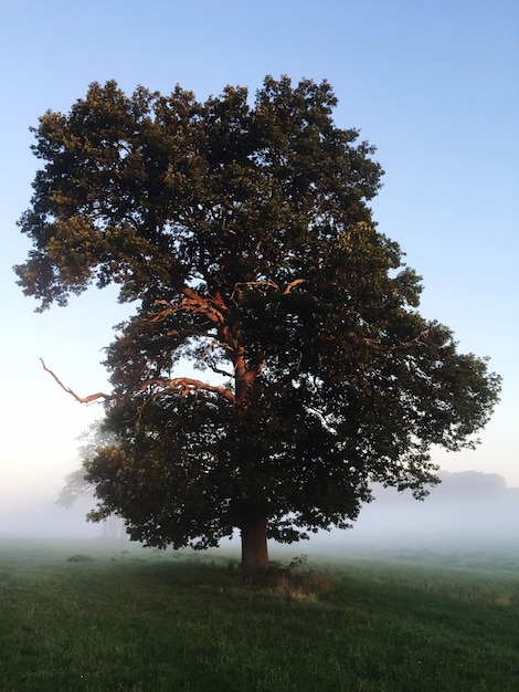 Árbol en el paisaje en tiempo de niebla