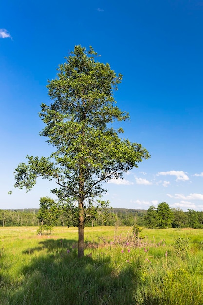 Árbol y paisaje verde en los Altos Fens Bélgica