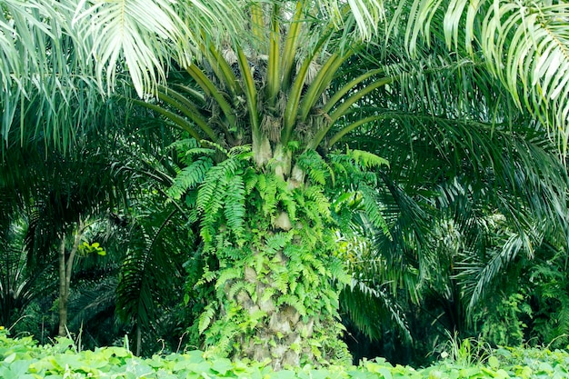 Árbol de palma verde en la plantación de aceite de palma Cikidang Sukabumi Java Occidental Indonesia