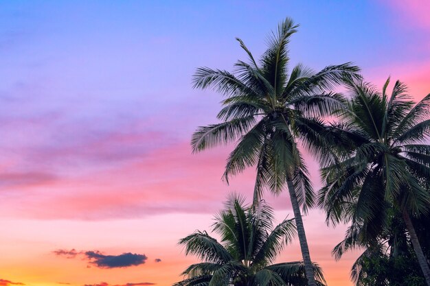 Árbol de palmeras de coco y nubes crepúsculo