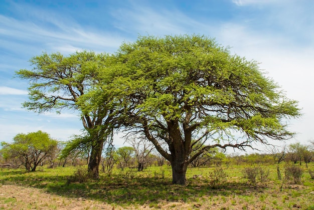 Árbol de pampa Paisaje