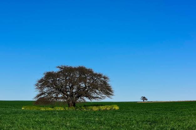 Árbol pampeano Paisaje provincia de La Pampa Patagonia Argentina