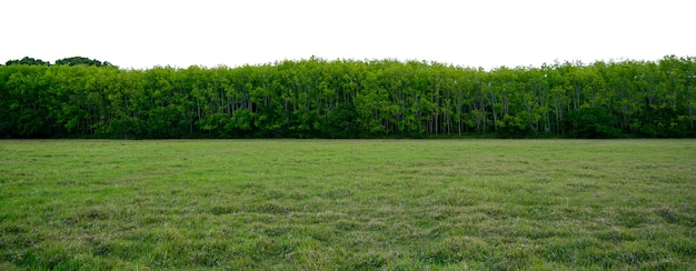 Árbol de panorama Fondo blanco Banner