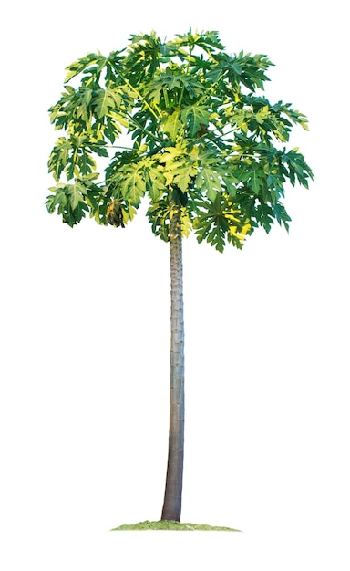 Árbol de papaya aislado sobre fondo blanco.