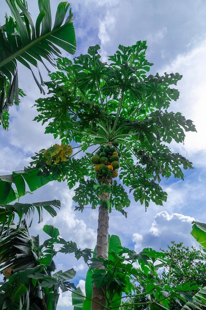 Árbol de papaya con diversas frutas y un hermoso fondo de cielo azul.