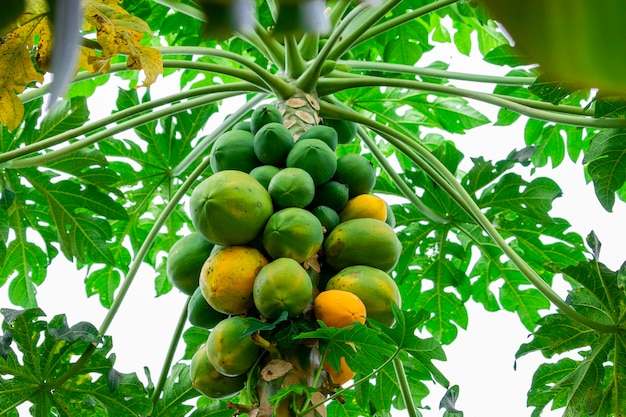 Árbol de papaya con diversas frutas y un hermoso fondo de cielo azul.