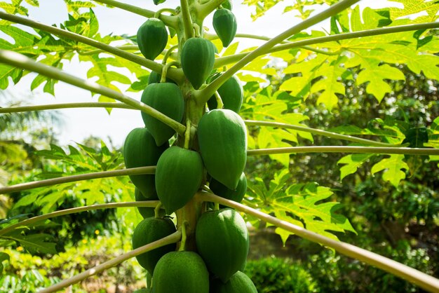 Árbol de papaya y fruta verde