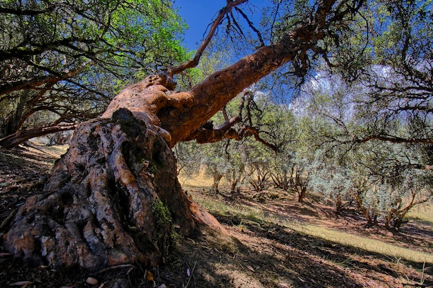 Árbol de papel Polylepis incana