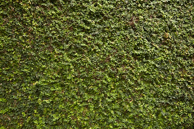 Árbol de pared y fondo de hoja verde