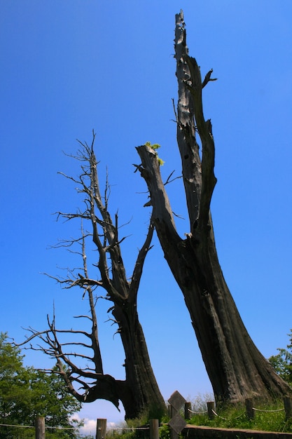 Árbol de pareja