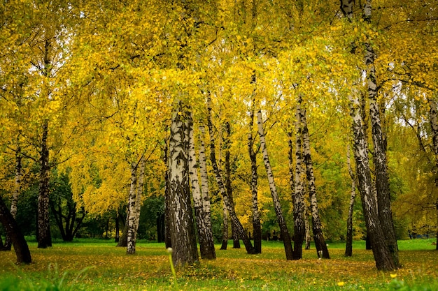 Árbol en el parque de la ciudad con hojas de colores, temporada de otoño.