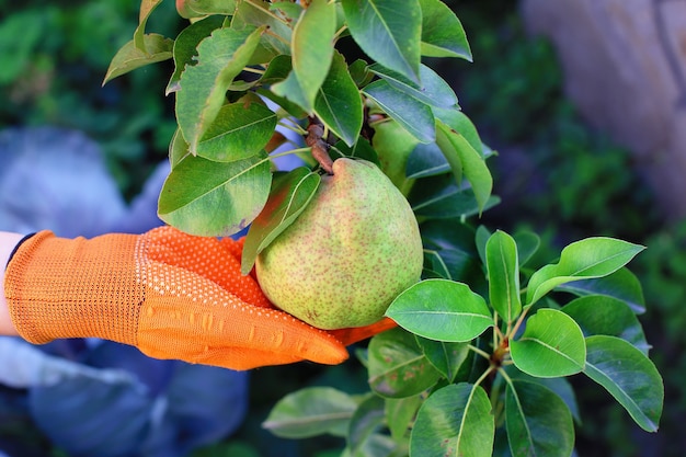 Árbol con una pera en manos de una niña con guantes naranjas