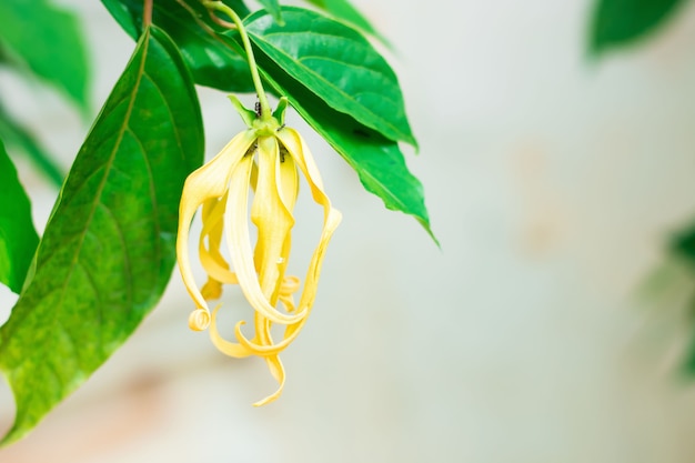 Árbol de perfume o flor de Ylang ylang, para la fabricación de aceites esenciales de Tailandia.