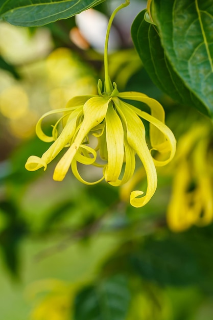 Árbol de perfume o flor de YlangYlang de cerca