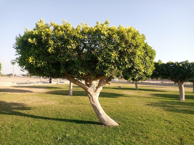 Árbol de pie solo con cielo azul y pasto