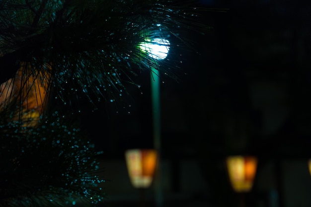 Árbol de pino contra una lámpara iluminada en la oscuridad por la noche