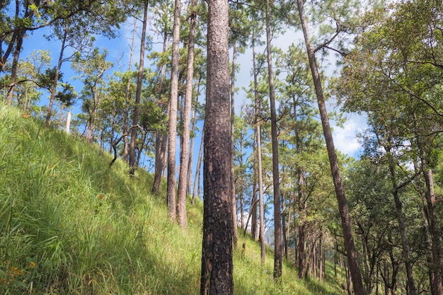 Árbol de pino en la selva tropical