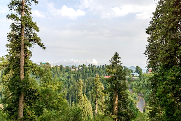 Árbol de Pinus Roxburghii en las montañas de Nathia Gali Abbottabad Pakistán