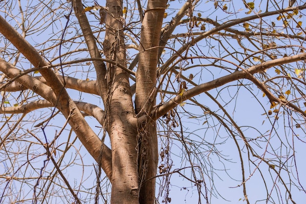 Árbol De Pipal Sin Hojas De Fondo Foto de stock