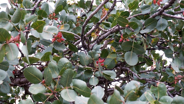 Árbol de pistacho que crece en las laderas de las montañas