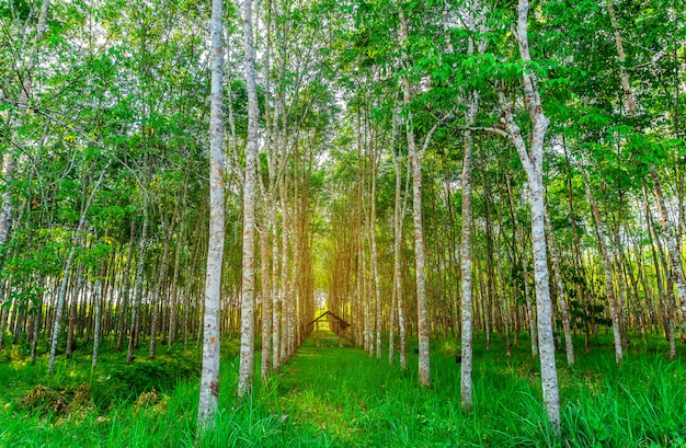 Árbol de plantación de caucho o caucho de látex en el sur de Tailandia