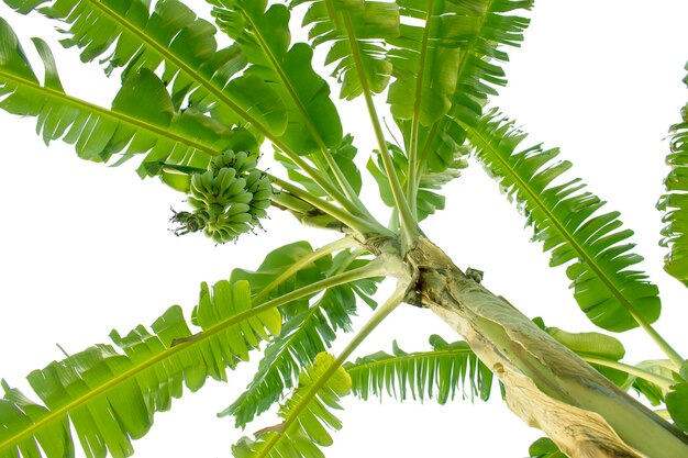 Árbol de plátano aislado sobre fondo blanco.