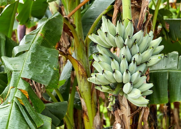 Árbol de plátano en los campos