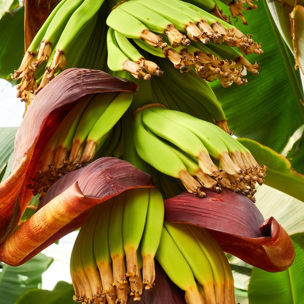 Árbol de plátano con cultivo de plátanos en plantación