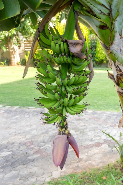 Árbol de plátano con frutas closeup