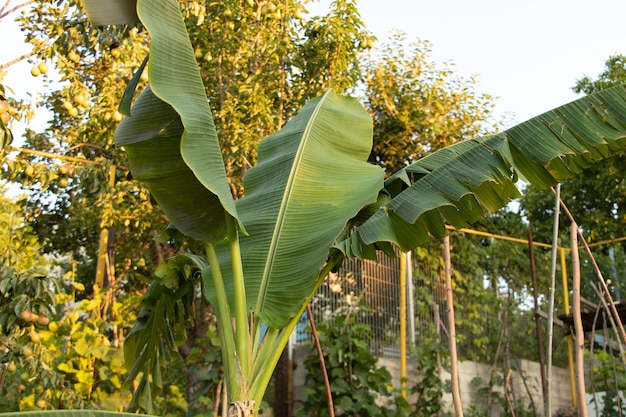 Árbol de plátano con hojas nuevas en verano